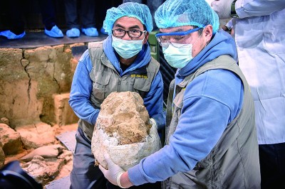 华美平台登录：距今百万年的“郧县人”三号头骨化石顺利提取